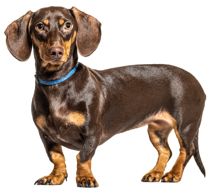 Standing brown Dachshund dog