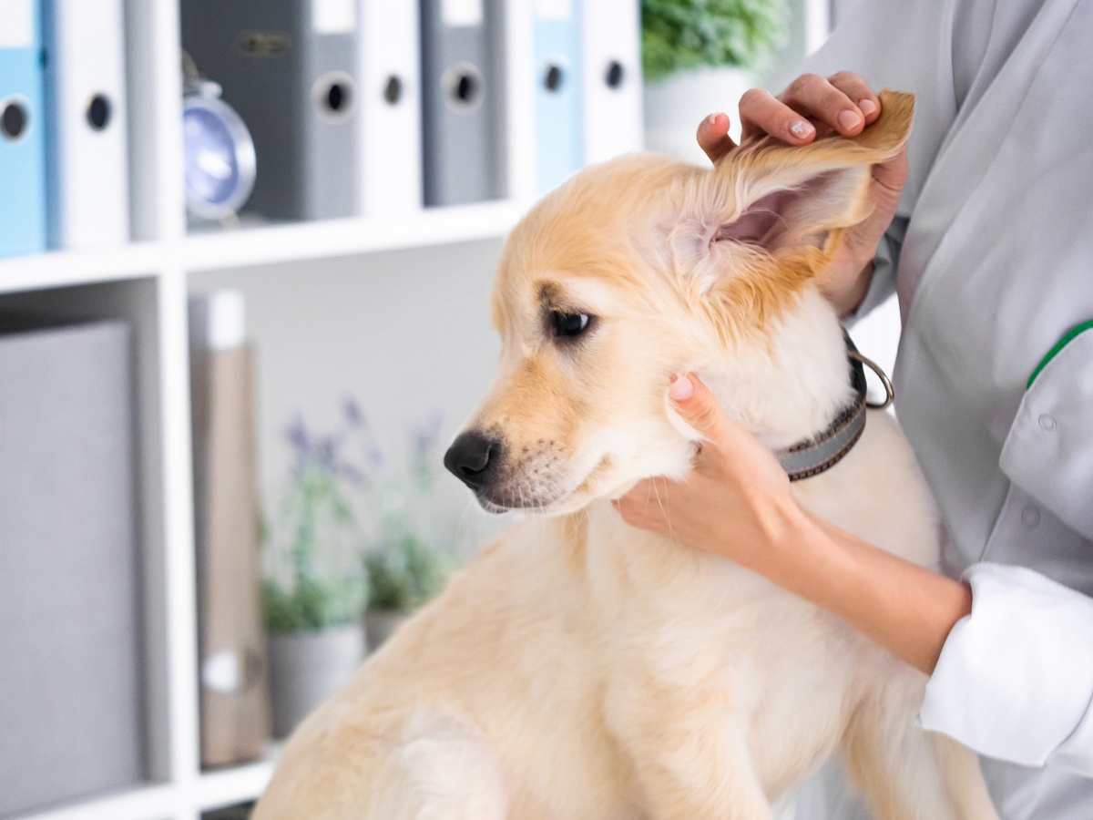 Vet examining dog