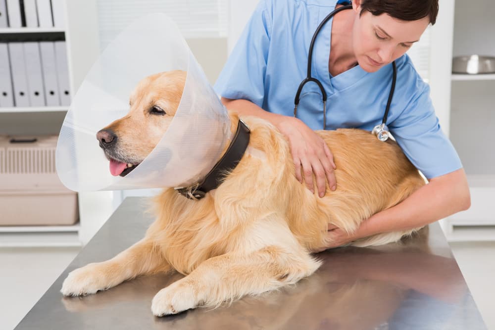 a dog lying on the table in a clinic