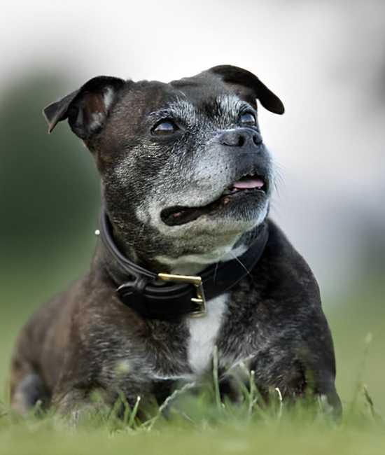 a dog rests in the grass