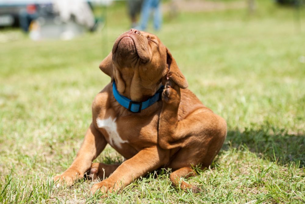 a dog scratching its neck with its leg