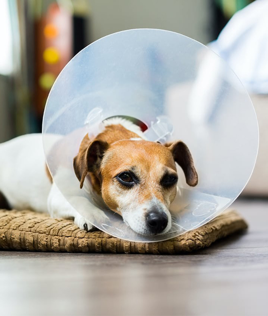 a dog wearing a cone rests comfortably on a soft pillow