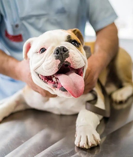 a man is holding a bulldog on a table