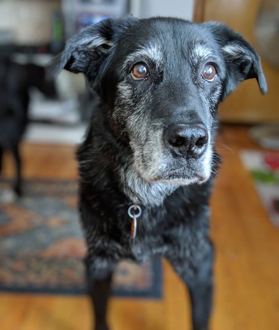 an old dog standing on the floor