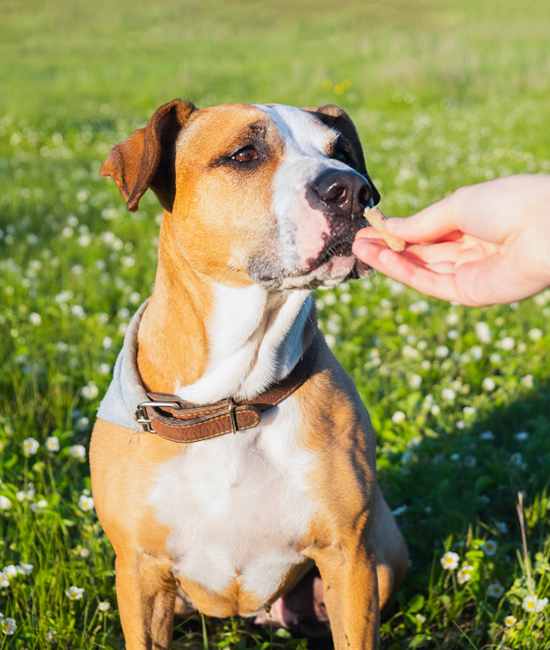 a person gently feeds a dog a piece of food