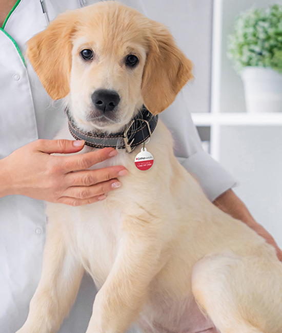 a person gently holds a dog