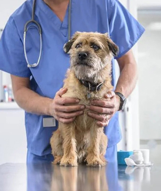 a person in a blue scrubs holding a dog