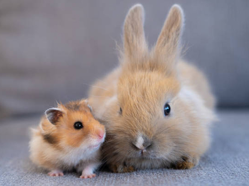 a small hamster and a large rabbit sit side by side on a couch