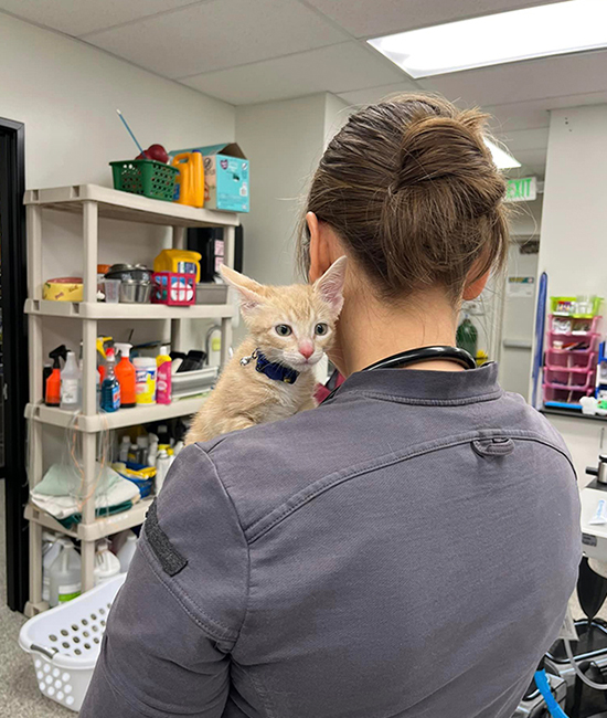 a veterinarian gently cradles a small kitten in her arms while seated in a clinic