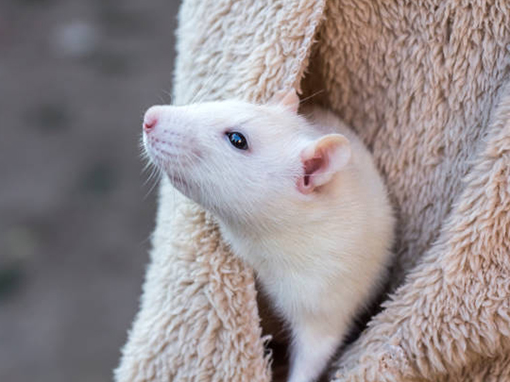 a white rat is partially visible as it peeks out from under a blanket