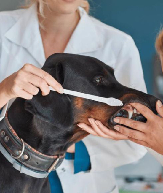 a woman is brushing a dog's teeth with a toothbrush