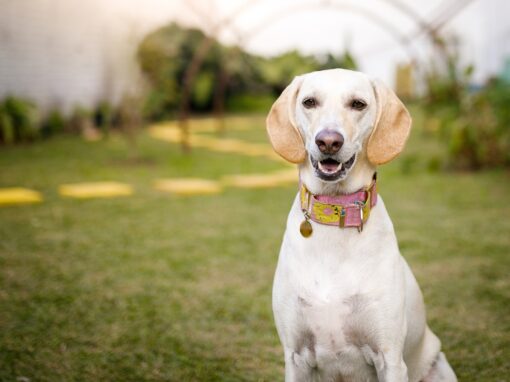 dog sitting peacefully in garden